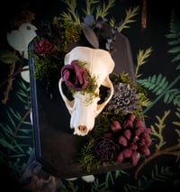 Image 1 of Nature Cleaned Badger Skull