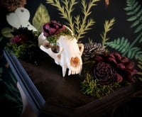 Image 2 of Nature Cleaned Badger Skull
