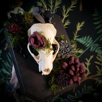Image 3 of Nature Cleaned Badger Skull