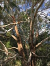 Eucalyptus ovata - Swamp Gum