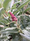 Atriplex cinerea - Grey Saltbush