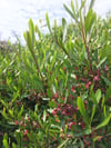 Dodonaea viscosa - Sticky Hop Bush