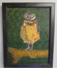 Owl