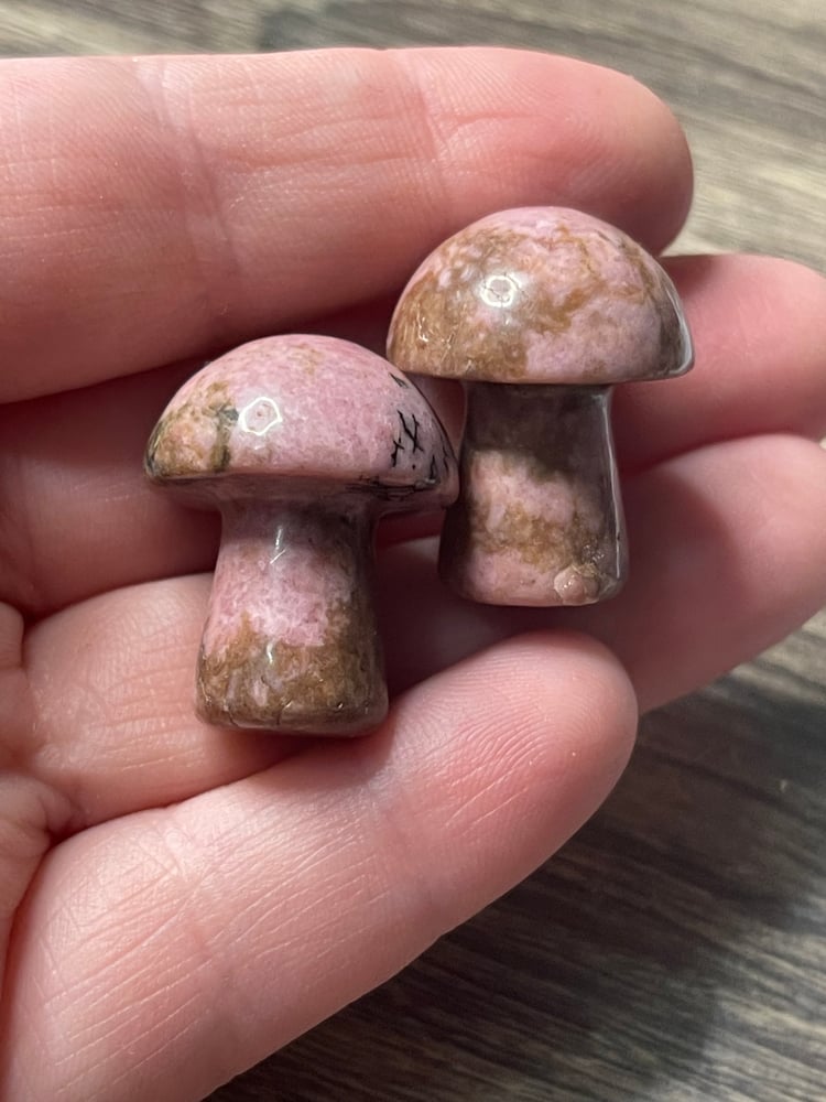 Image of Rhondanite mushrooms 