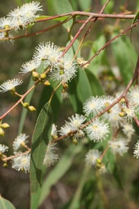 Image 1 of Eucalyptus viminalis subsp. pryoriana - Coast Manna Gum