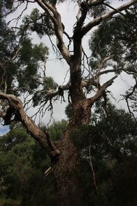 Image 4 of Eucalyptus viminalis subsp. pryoriana - Coast Manna Gum
