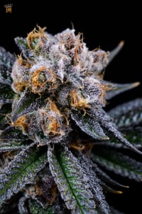 Image 4 of Wonka Whip