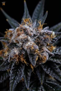 Image 5 of Wonka Whip
