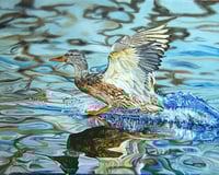 "We are Still Flying Half a Duck" - Original