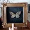 Idea idea butterfly