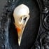 White-breasted waterhen bird skull Image 2