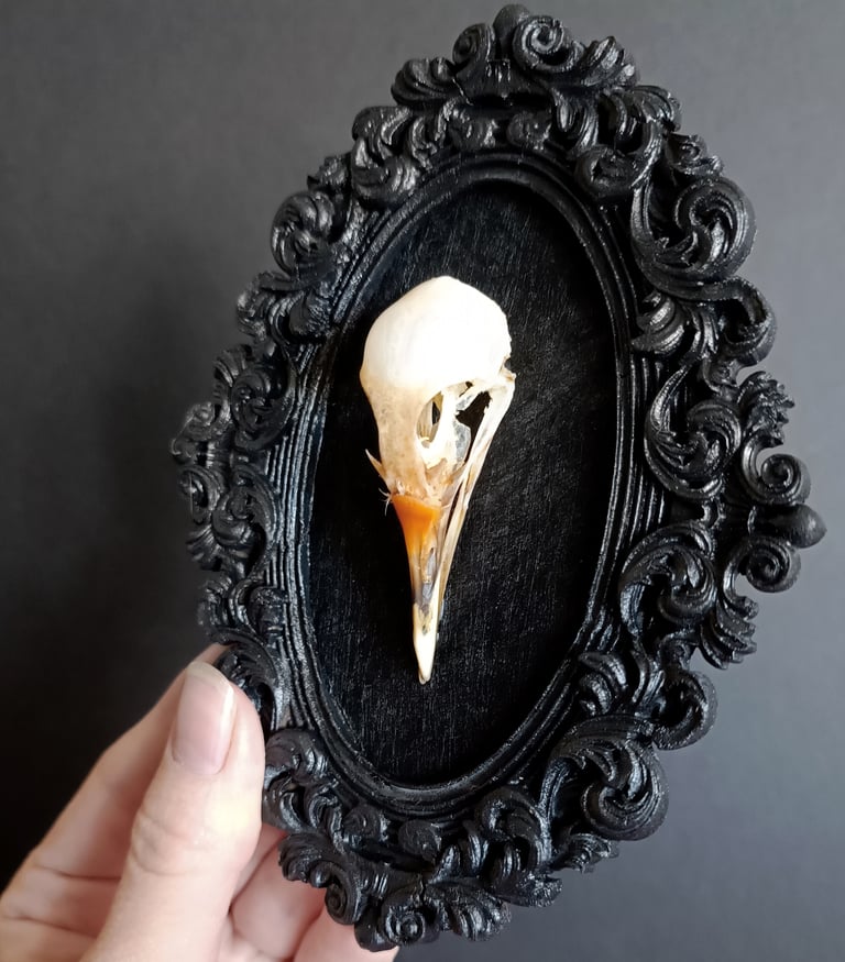 White-breasted waterhen bird skull Image 3