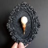 White-breasted waterhen bird skull
