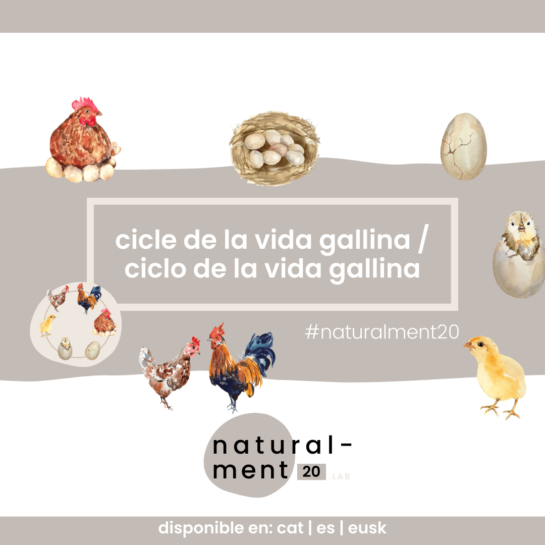 CICLE VIDA GALL & GALLINA / CICLO VIDA GALLO & GALLINA