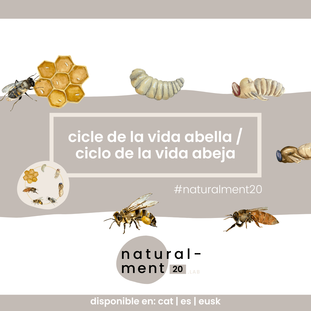 CICLE VIDA ABELLA / CICLO VIDA ABEJA