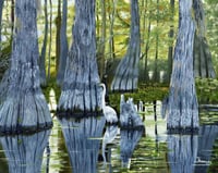 "Cold Feet" - Prints