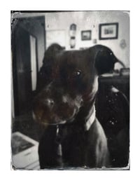 El Perro Negro