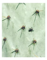 Cactus & Fly