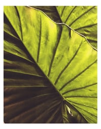 Philodendron