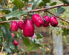 Syzygium australe - Creek Lilly-pilly