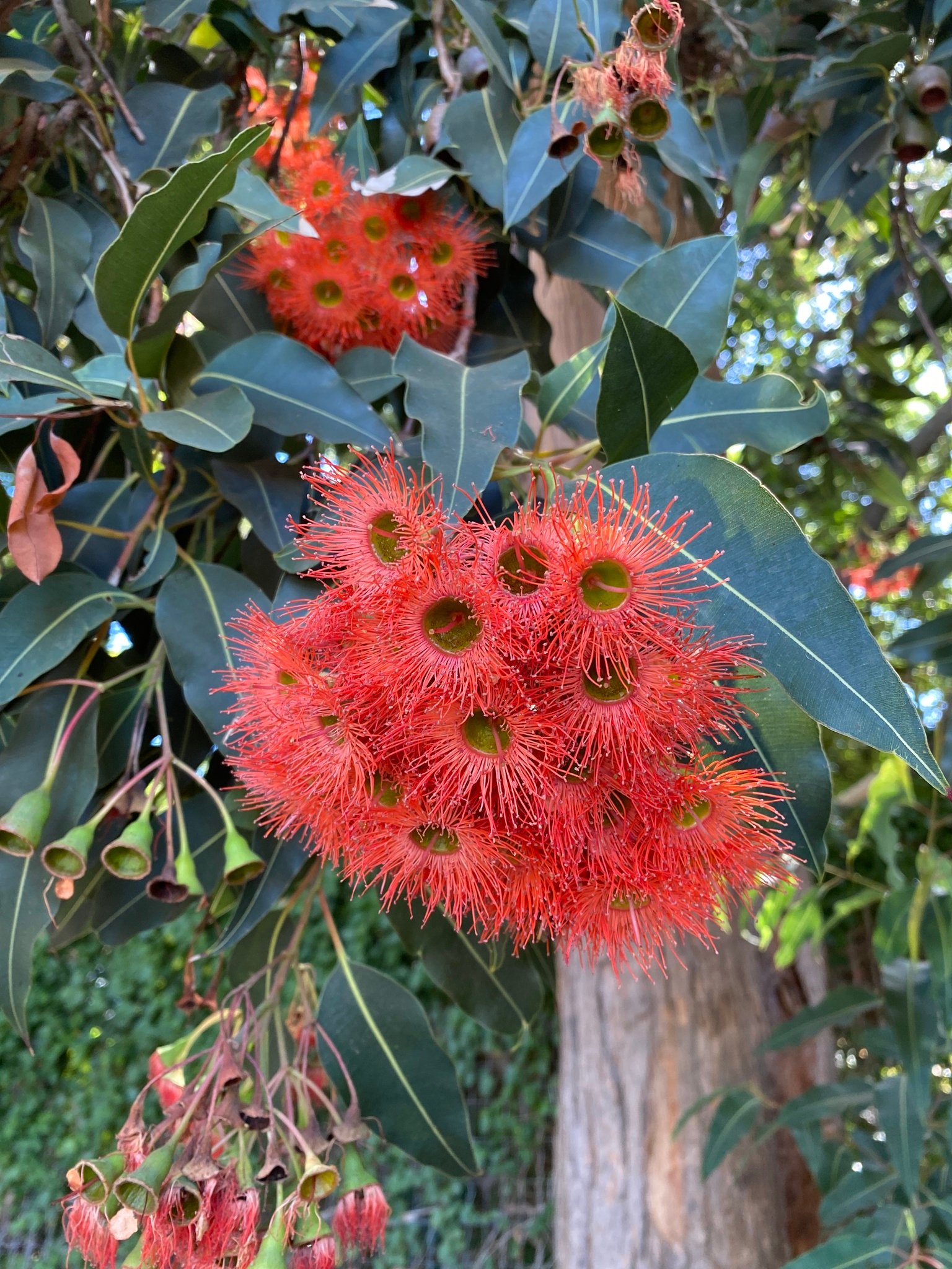 Pasadena Tree of the Month  Corymbia Ficifolia, or Red Flowering