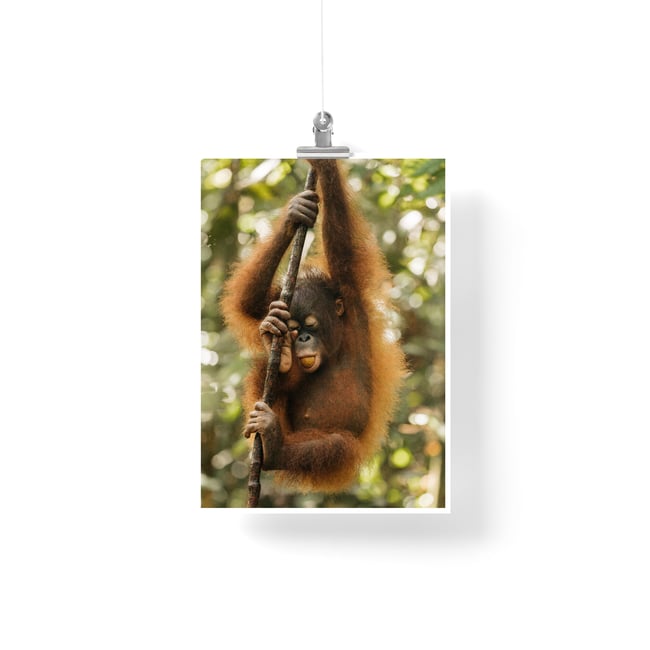 Orang Utan - Fine Art Print