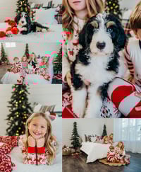 Image 2 of Studio Christmas Mini Sessions