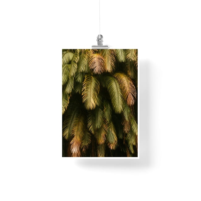 Palm Tree Leaves - Fine Art Print 