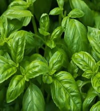 Sweet Italian Basil Seeds 