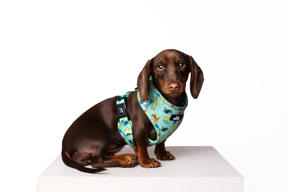 Image of The Simpsons Collection - Adjustable Harness