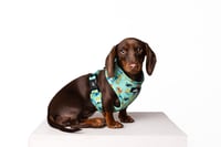 Image 1 of The Simpsons Collection - Adjustable Harness