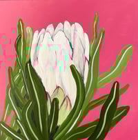 "WHITE PROTEA" 