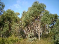 Image 2 of Eucalyptus olida - Strawberry Gum