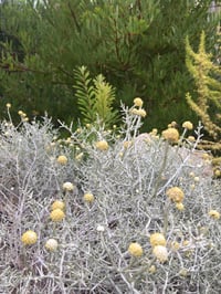 Image 1 of Leucophyta brownii - Cushion Bush