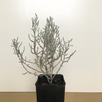 Image 4 of Leucophyta brownii - Cushion Bush