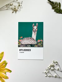 Image 1 of A LLAMA!!