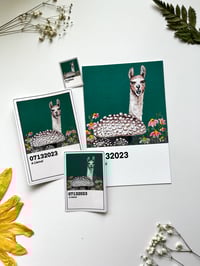 Image 2 of A LLAMA!!
