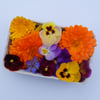 Homegrown Edible Flower Punnet 