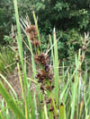 Lomandra longifolia - Spiny-headed Mat-rush