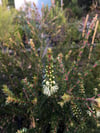 Melaleuca squarrosa - Scented Paperbark