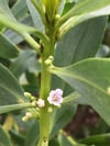 Myoporum insulare - Common Boobialla