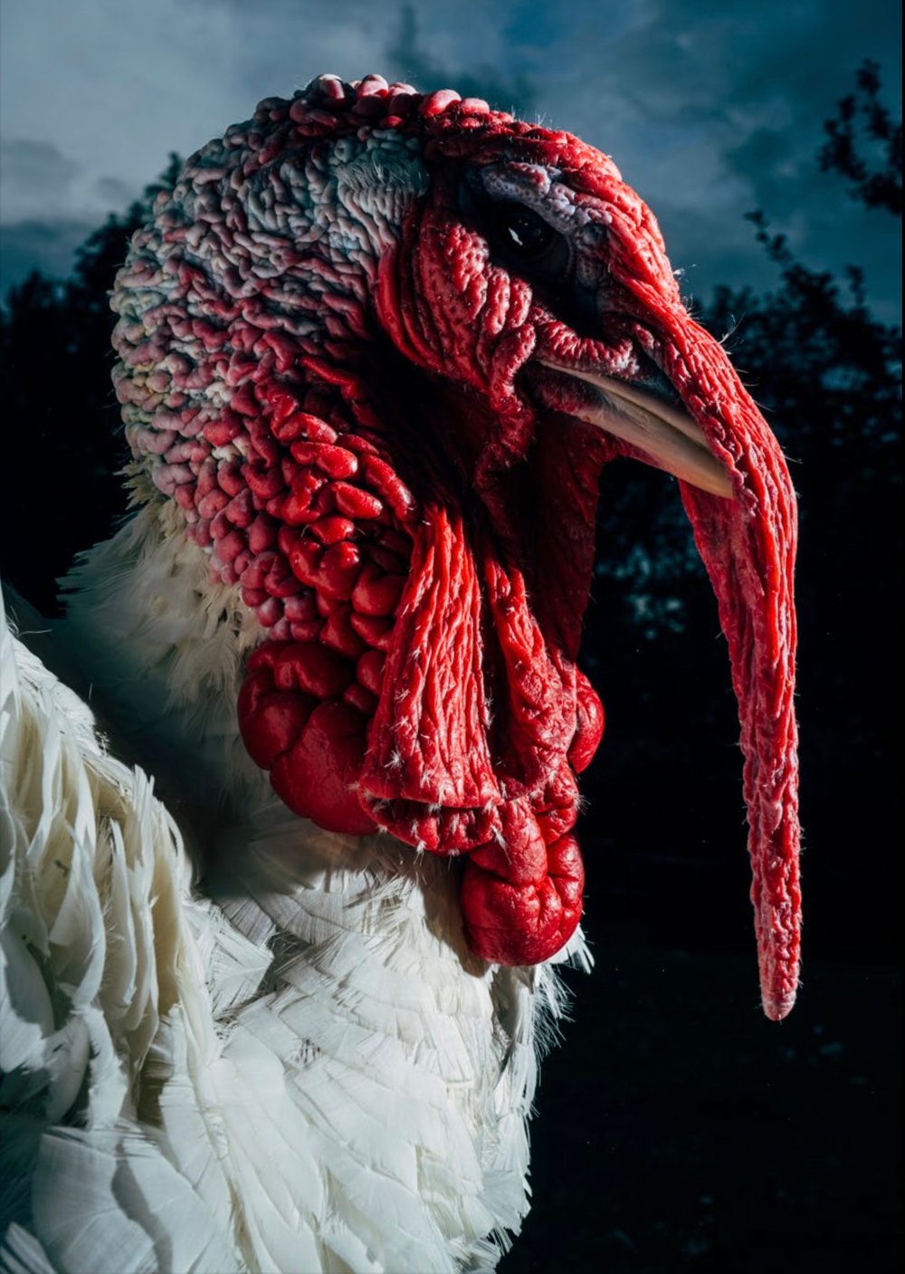 Image of Animal Escape Plan