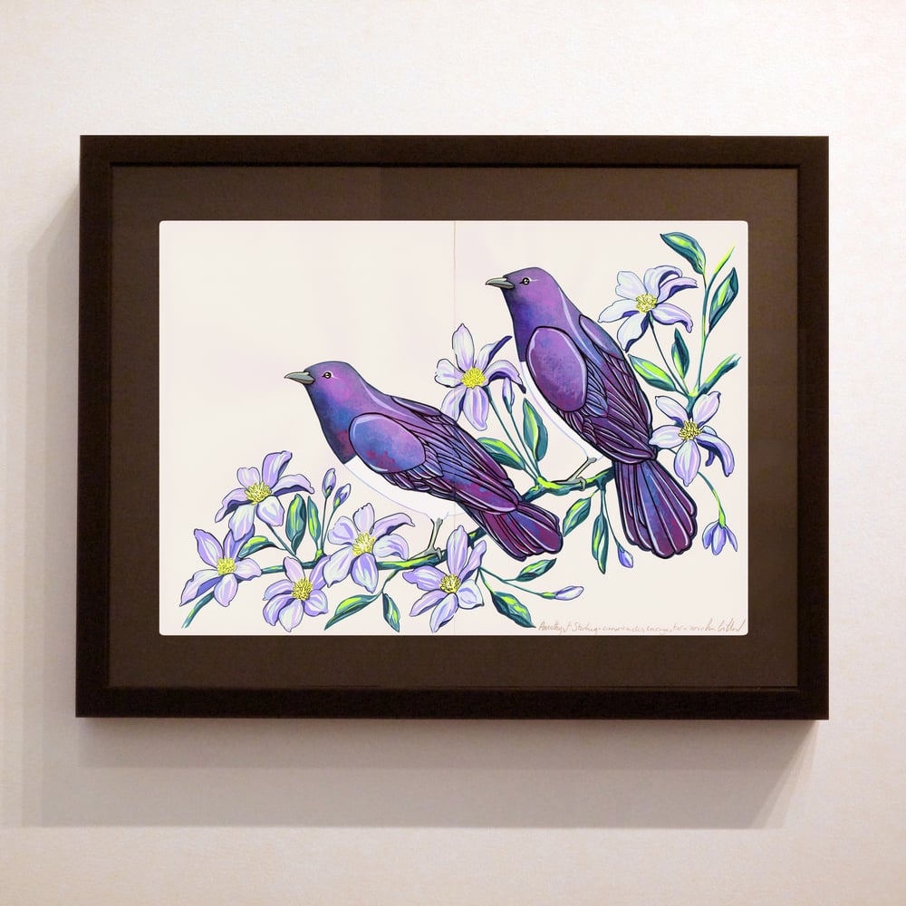 Image of Amethyst Starling and Clematis