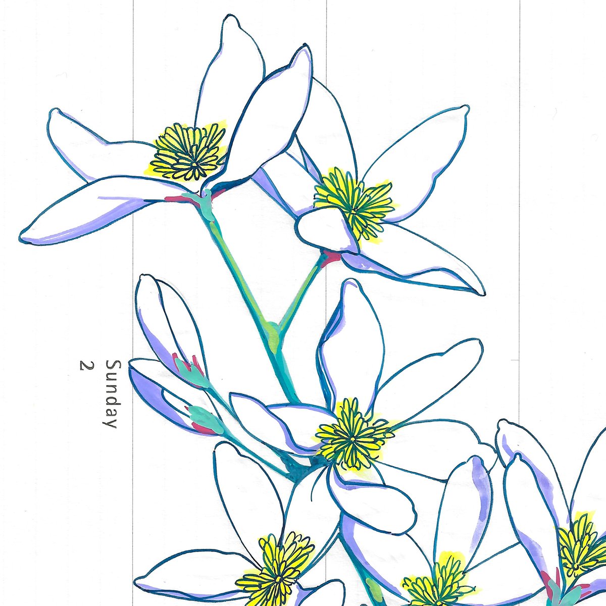 Image of Great Tit and Clematis