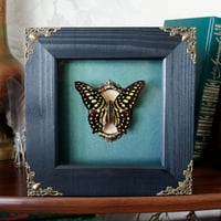 Image 1 of Framed Tailed jay butterfly