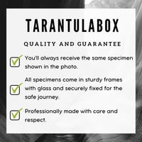 Image 3 of Framed Tailed jay butterfly