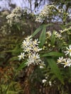 Olearia lirata - Snowy daisy bush