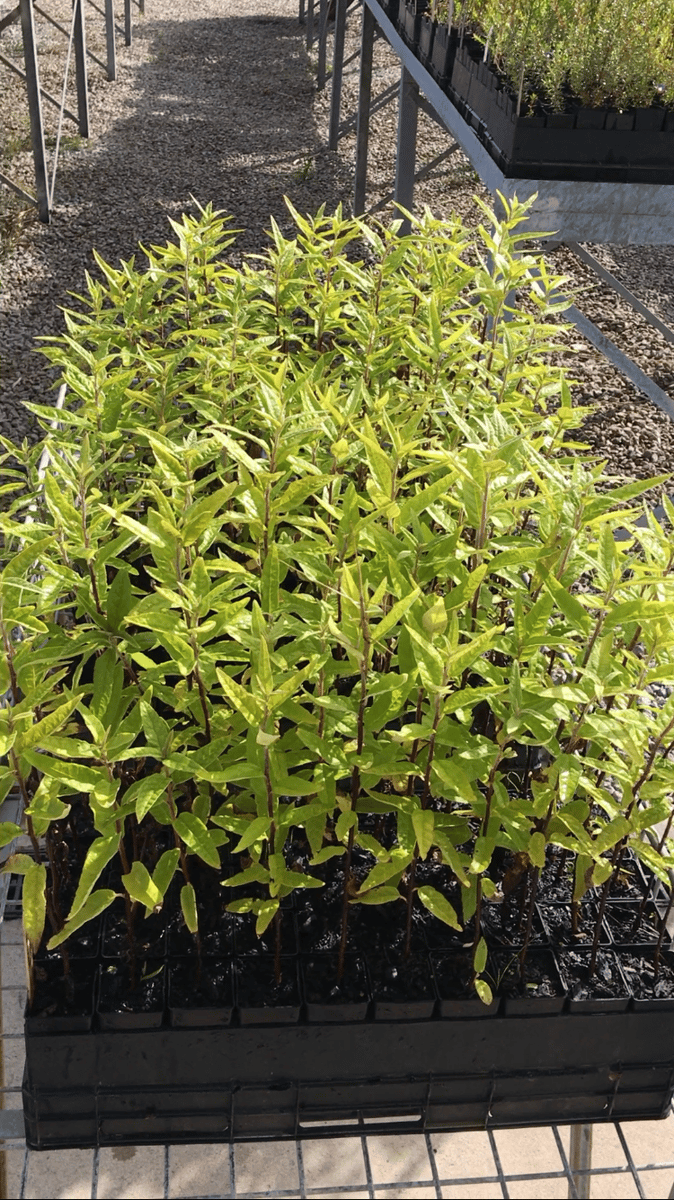 IMG_0576.PNG?auto=format&fit=