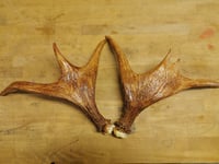 Image 1 of Replica Moose Antlers