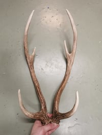 Image 1 of Replica Chital Axis Deer Antlers